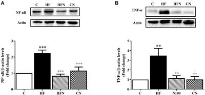 Naringin attenuates fructose-induced NAFLD progression in rats through reducing endogenous triglyceride synthesis and activating the Nrf2/HO-1 pathway